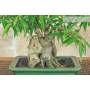 5 - Bonsai di Ficus Neriifolia (12)