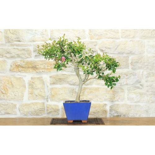 1 - Bonsai di Lagerstroemia a fiore fucsia (43)