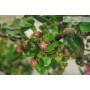 6 - 