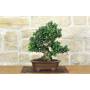 1 - Bonsai di Olivastro (296)
