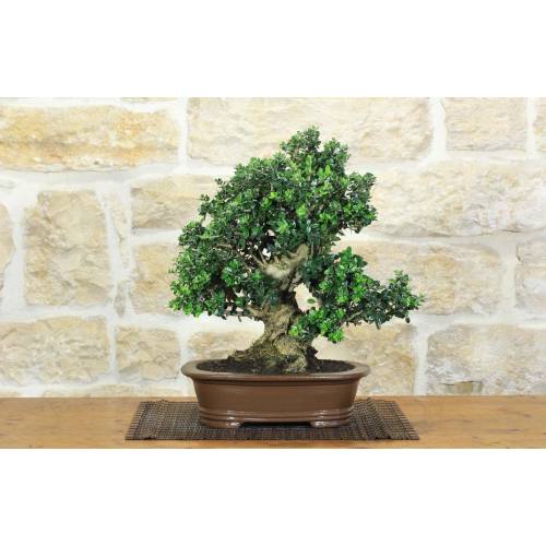 1 - Bonsai di Olivastro (296)