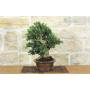 2 - Bonsai di Olivastro (296)