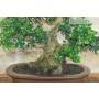 5 - Bonsai di Olivastro (296)