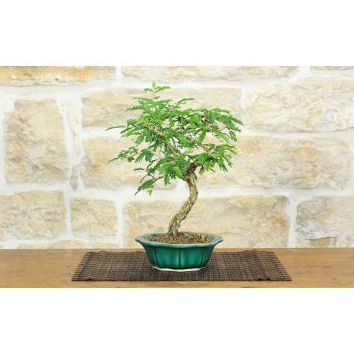 1 - Bonsai di Sesbania (9)