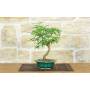 1 - Bonsai di Sesbania (9)