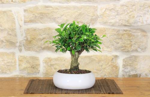 2 - Bonsai di Ficus Retusa in ciotola bassa
