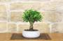 2 - Bonsai di Ficus Retusa in ciotola bassa
