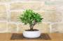 3 - Bonsai di Ficus Retusa in ciotola bassa