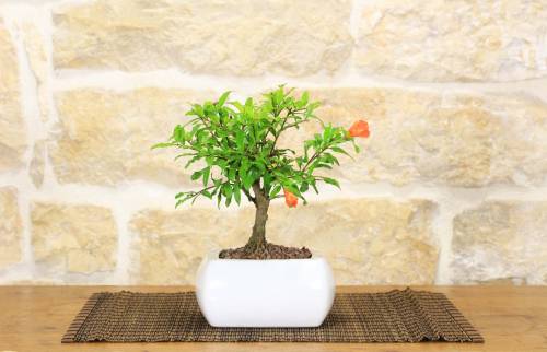 2 - Bonsai di Melograno in vaso quadro bianco
