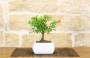2 - Bonsai di Melograno in vaso quadro bianco