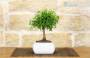 3 - Bonsai di Melograno in vaso quadro bianco