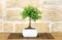 4 - Bonsai di Melograno in vaso quadro bianco