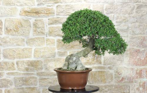 Bonsai di Phillyrea (28)