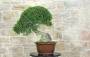 4 - Bonsai di Phillyrea (28)
