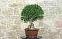 5 - Bonsai di Phillyrea (28)