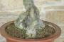 7 - Bonsai di Phillyrea (28)