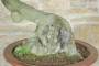 8 - Bonsai di Phillyrea (28)