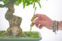 2 - Misuratore di umidità per bonsai e piante - asta 18cm