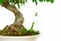 4 - Misuratore di umidità per bonsai e piante - asta 18cm