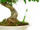 5 - Misuratore di umidità per bonsai e piante - asta 18cm