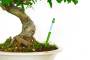 6 - Misuratore di umidità per bonsai e piante - asta 18cm