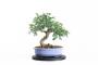 4 - Tavolino girevole per lavorazione bonsai in plastica - diametro 25 cm.