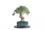 4 - Tavolino girevole per lavorazione bonsai in plastica - diametro 30 cm.