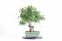 4 - Tavolino girevole per lavorazione bonsai in plastica - diametro 40 cm.
