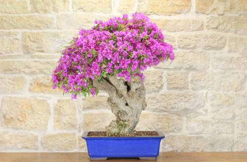2 - Bonsai di Bougainvillea Sanderiana (94)