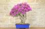 2 - Bonsai di Bougainvillea Sanderiana (94)