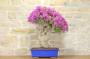 4 - Bonsai di Bougainvillea Sanderiana (94)