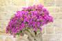 10 - Bonsai di Bougainvillea Sanderiana (94)