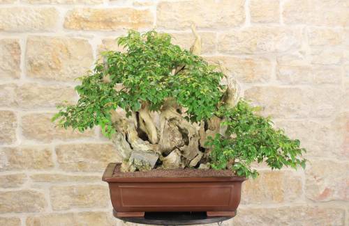 2 - Bonsai di Lagerstroemia selvatica (33)