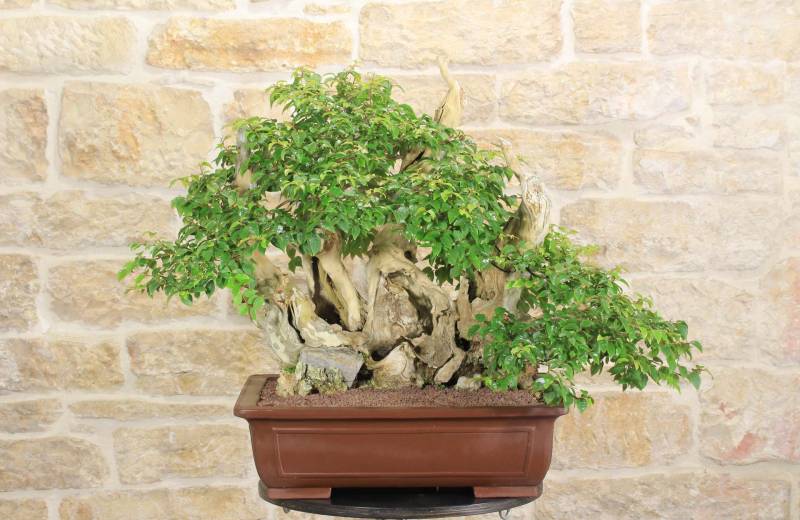 2 - Bonsai di Lagerstroemia selvatica (33)