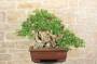2 - Bonsai di Lagerstroemia selvatica (33)