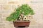 4 - Bonsai di Lagerstroemia selvatica (33)