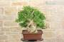 5 - Bonsai di Lagerstroemia selvatica (33)