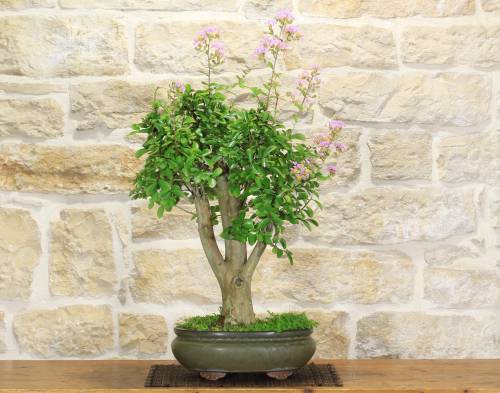 2 - Bonsai di Lagerstroemia a fiore lilla (36)