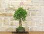 3 - Bonsai di Lagerstroemia a fiore lilla (36)