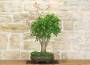 4 - Bonsai di Lagerstroemia a fiore lilla (36)