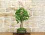 5 - Bonsai di Lagerstroemia a fiore lilla (36)