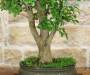 6 - Bonsai di Lagerstroemia a fiore lilla (36)
