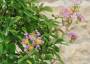 8 - Bonsai di Lagerstroemia a fiore lilla (36)