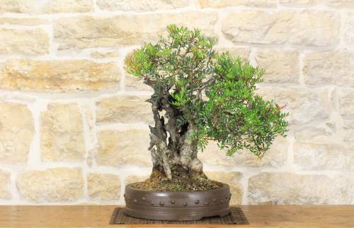2 - Bonsai di Lentisco (62)