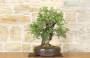 3 - Bonsai di Lentisco (62)