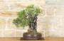 4 - Bonsai di Lentisco (62)