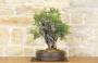 5 - Bonsai di Lentisco (62)