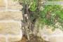 6 - Bonsai di Lentisco (62)