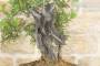 7 - Bonsai di Lentisco (62)