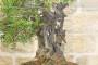 8 - Bonsai di Lentisco (62)